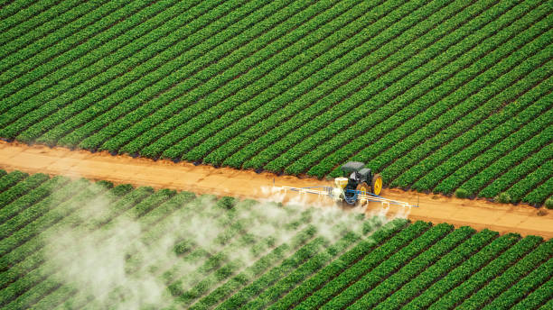 Best Local Pest Control Services  in Foreman, AR