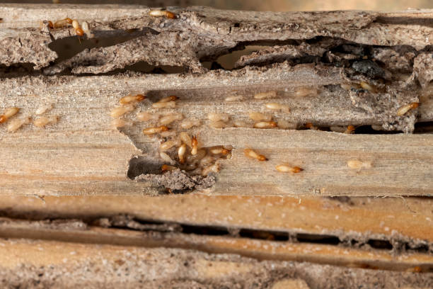 Best Termite Control Services  in Foreman, AR