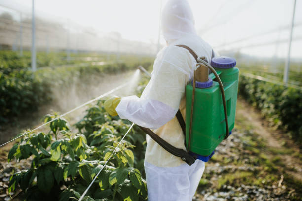 Best Wasp Removal Services  in Foreman, AR